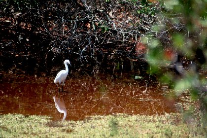 Snowy Egret, J N Ding Darling NWR, Florida