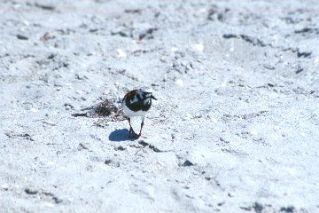 Ruddy Turnstone at Captiva Island