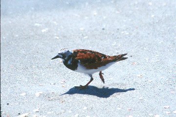 Ruddy Turnstone