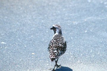 Black-bellied Plover