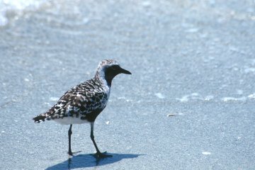 Black-bellied Plover