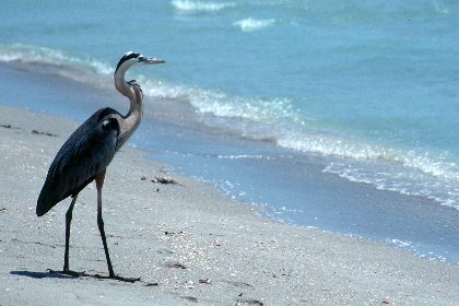 Great Blue Heron, Captiva Island, Florida