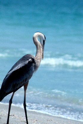 Great Blue Heron, Captiva Island, Florida