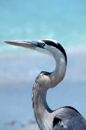 Great Blue Heron, Captiva Island, Florida