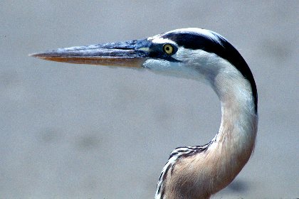 Click to see more Great Blue Heron pictures