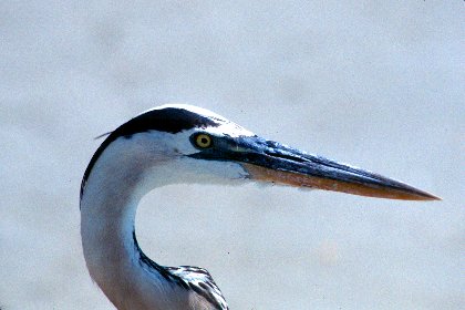 Great Blue Heron, Captiva Island, Florida