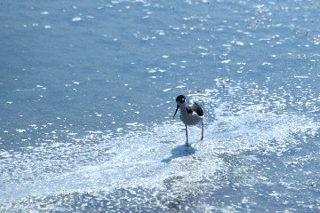 Black-necked Stilt for Joan