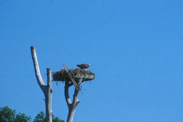 Nesting Osprey