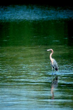 Reddish Egret