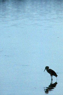 Reddish Egret at Ding Darling NWR