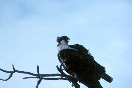 Osprey, Sanibel Island, Florida