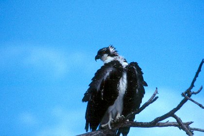 Osprey, Sanibel Island, Florida