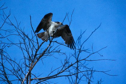 Osprey, Sanibel Island, Florida