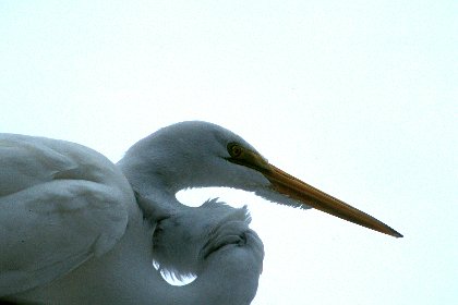 Great Egret, Sanibel Island, Florida