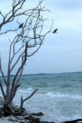 Osprey, Sanibel Island, Florida