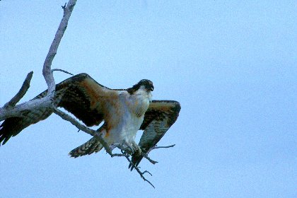 Osprey, Sanibel Island, Florida