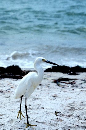 Snowy Egret, Sanibel Island Causeway, Florida