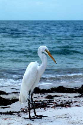 Great Egret, Sanibel Island Causeway, Florida