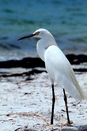 Snowy Egret, Sanibel Island Causeway, Florida