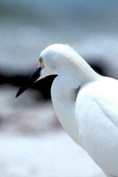 Snowy Egret - Click for more Snowy Egret Pictures