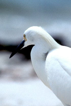 Snowy Egret, Sanibel Island Causeway, Florida