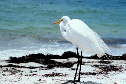 Great Egret, Sanibel Island Causeway, Florida