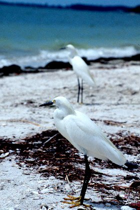 Snowy Egret, Sanibel Island Causeway, Florida