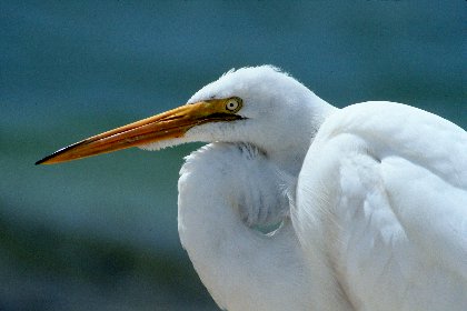 Great Egret, Sanibel Island Causeway, Florida