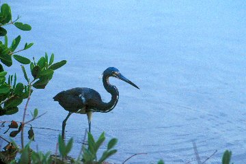 Tricolored Heron