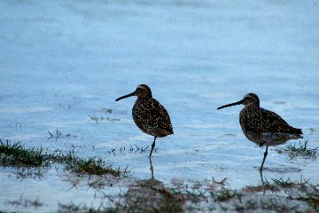 Short-billed Dowitchers