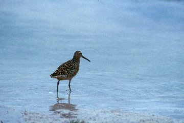 Short-billed Dowitcher