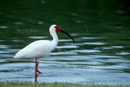 White Ibis, Fort Myers Beach, Florida