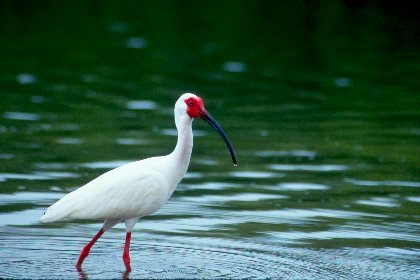 White Ibis, Fort Myers Beach, Florida