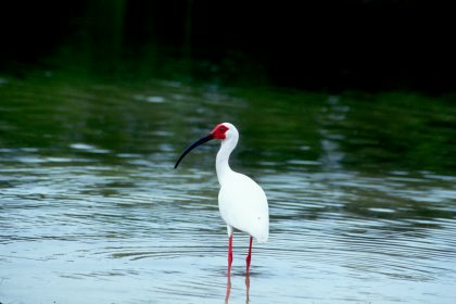 White Ibis, Fort Myers Beach, Florida