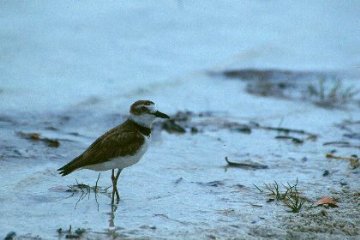 Wilson's Plover