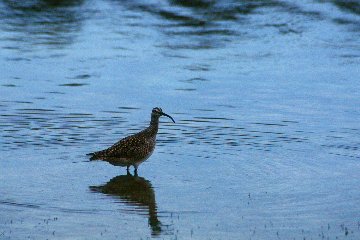 Whimbrel