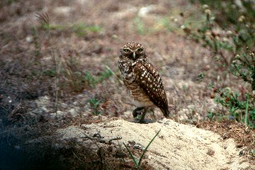 Burrowing Owl