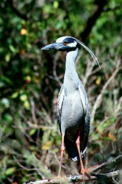 Yellow-crowned Night-Heron