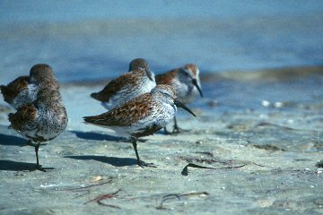 Dunlin