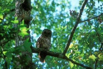 Barred Owl