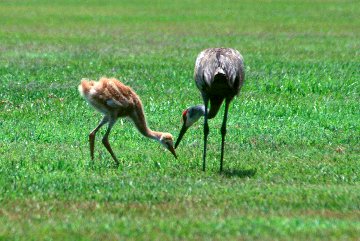 Sandhill Cranes