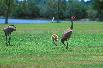 Sandhill Crane Family