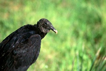 Black Vulture