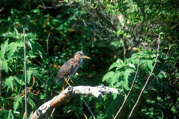 Green Heron