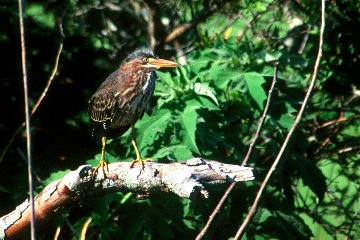 Baby Green Heron at Lake Woodruff NWR