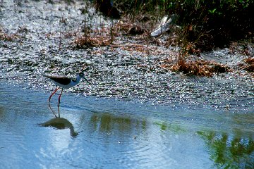 Black-necked Stilt - Joan