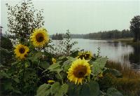 Sunflowers, Sweden