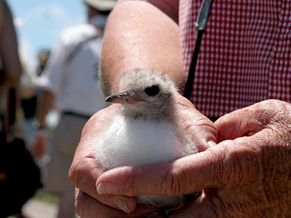 Baby Common Tern held by Helen Hays