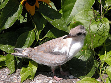 Common Tern Chick-its other eye was sick