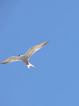 Common Tern in Flight